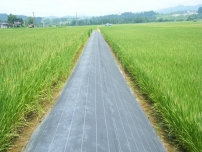 200克綠色蓋網土工布價格